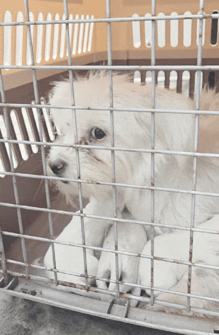 지난 24일 서울 노원구 애니멀 호딩 현장에서 구조된 어미와 새끼들 ⓒ 뉴스1 한송아 기자