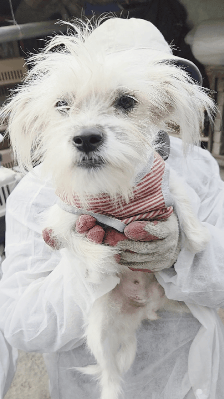 지난 24일 구조된 강아지. 노원구에서 구조된 개들 대부분이 순하다. ⓒ 뉴스1 한송아 기자