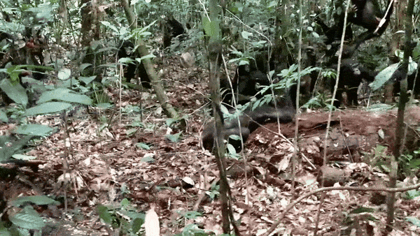 2025년 2월 18일 콩고민주공화국 루이코탈레 보노보 보호지역에서 암컷 보노보 5마리가 성체 수컷을 공격하는 가운데 한 암컷 개체가 수컷 등 위로 뛰어올라 짓밟고 있다. 커런트 바이올로지 영상 캡처