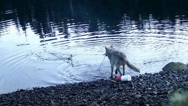 캐나다에서 야생 늑대가 미끼를 먹기 위해 통발을 물 밖을 건지는 모습. 사진=Hailzaqv Wolf and Biodiversity Project