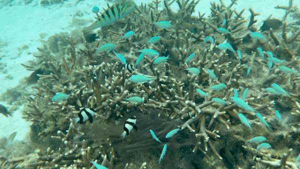 이파오 비치에서 볼 수 있는 푸른 물고기 ⓒ News1 이민주 기자