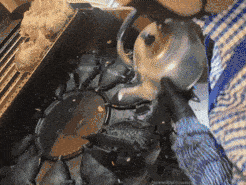 잉어빵 한 마리가 만들어지는 과정. 동영상 편집 과정에서 빨라졌지만 보통 1마리에 25초가 걸린다. 백재연 기자