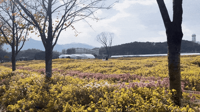 거창창포원 국화밭 / 사진= 문서연 여행+ 기자