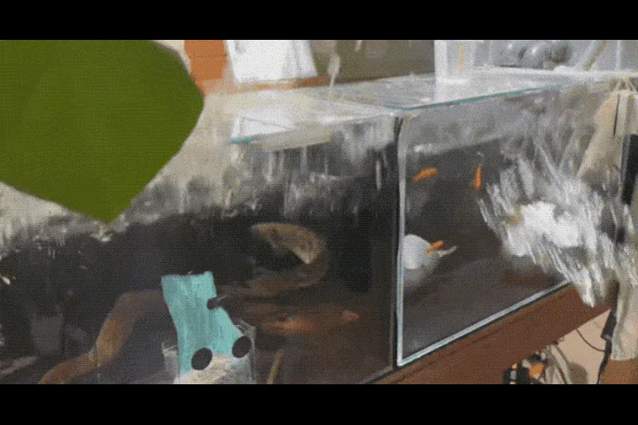 아오모리현 지진으로 어항이 흔들리고 있다. [영상=X 갈무리]