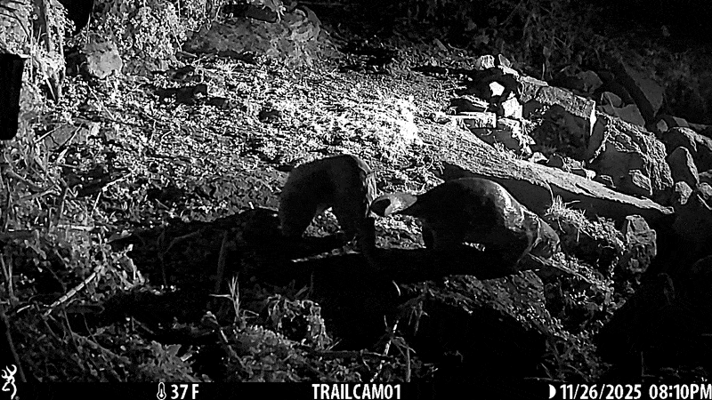 지난달 26일 서울 중랑천 일대에서 수달 두 마리가 뭍에 나와 있다. 어미와 새끼로 이뤄진 가족으로 추정된다. 사회적협동조합 한강 제공