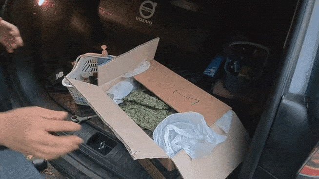 서울경찰청 마약범죄수사대가 검거한 대마 재배 일당의 차량에서 발견된 대마.[서울경찰청 제공]