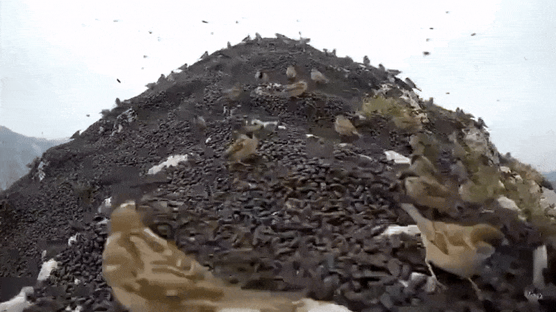 인천 계양산에 수북이 쌓여있는 러브버그를 먹어치우고 있는 참새 떼 [소셜미디어 X]