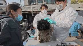 지난달 13일 진행된 방치견 1차 구조 현장 모습. 20여 마리를 우선 구조한 뒤 접종, 중성화 치료를 마쳤다. 이성훈 기자