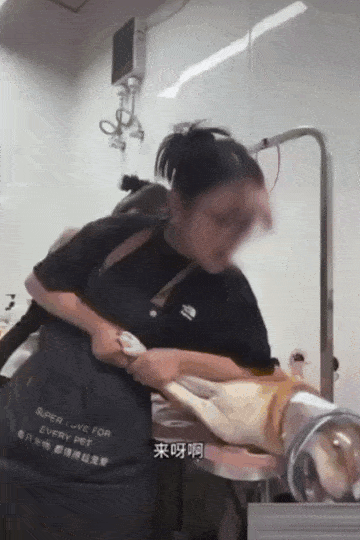 중국 애견미용사가 시바견을 일본 원산 견종이라는 이유만으로 폭행하는 영상. [SNS 캡처]