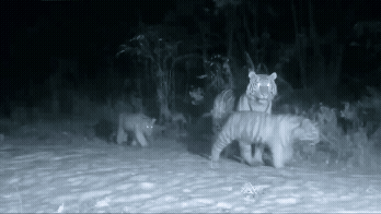 중국 훈춘서 야생 시베리아호랑이 어미와 새끼 5마리가 포착됐다. 첫 ‘6마리 포착’ 사례로, 15년 새 개체 수가 70마리로 늘며 복원 결실을 맺었다. 백두산호랑이와 같은 종의 희귀한 대가족 모습이다. 중국 동북호랑이표범국립공원 제공