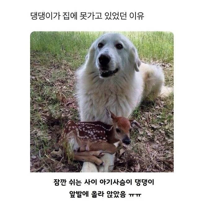 멍뭉이가 일어나질 못하는 이유 | 인스티즈