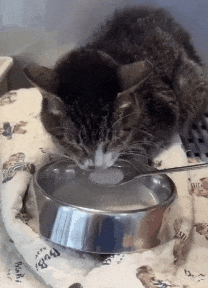 전신 질환으로 식욕 부진이었던 청이가 치료 후 기력을 회복하며 유동식을 받아 먹고 있다(월드펫동물메디컬센터 제공). ⓒ 뉴스1