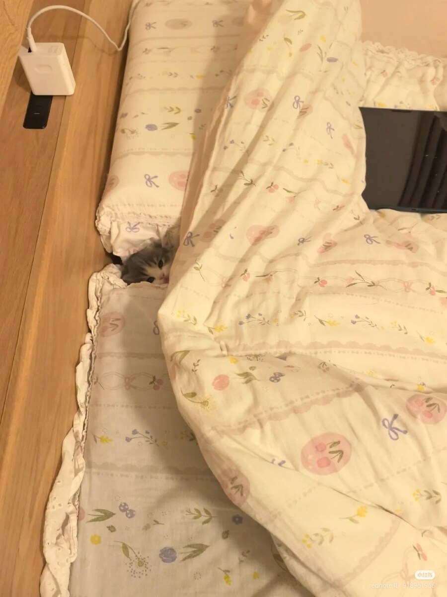 아기고양이는 아늑합니다.jpg | 인스티즈