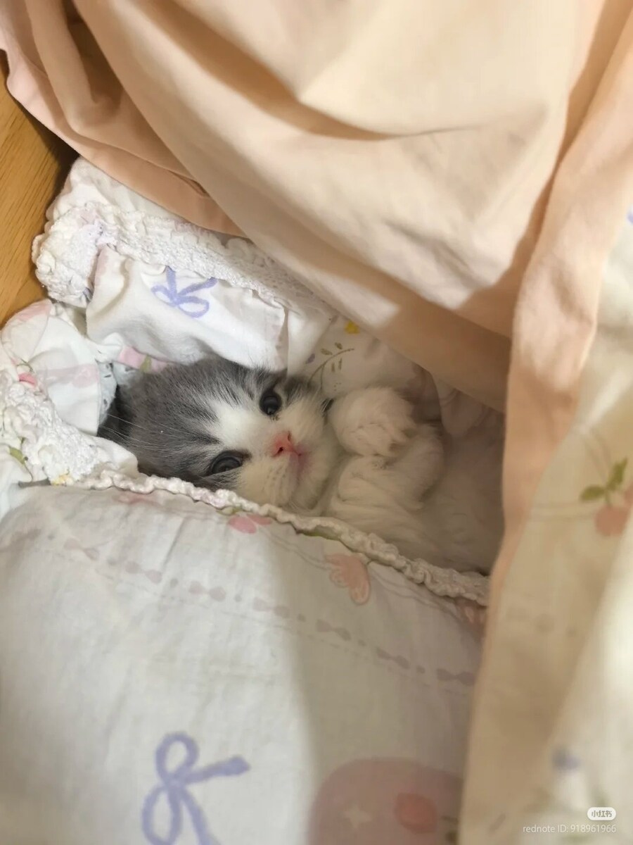 아기고양이는 아늑합니다.jpg | 인스티즈