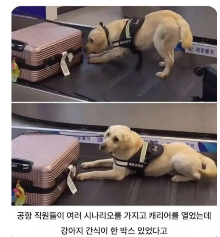 공항에서 한 소녀의 캐리어 앞에 멈춘 탐지견 | 인스티즈
