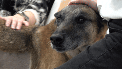 지난 12월 23일 현주씨 자택에서 만난 승리. 처음 만난 취재진에게 먼저 몸을 부딪히며 애교를 부렸다. 전병준 기자