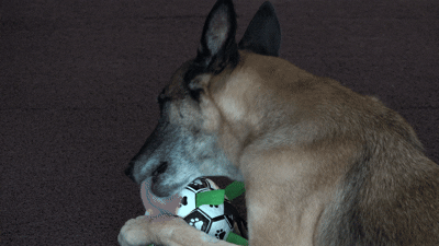 인터뷰가 진행되는 동안 공놀이에 열중하는 승리의 모습. 전병준 기자