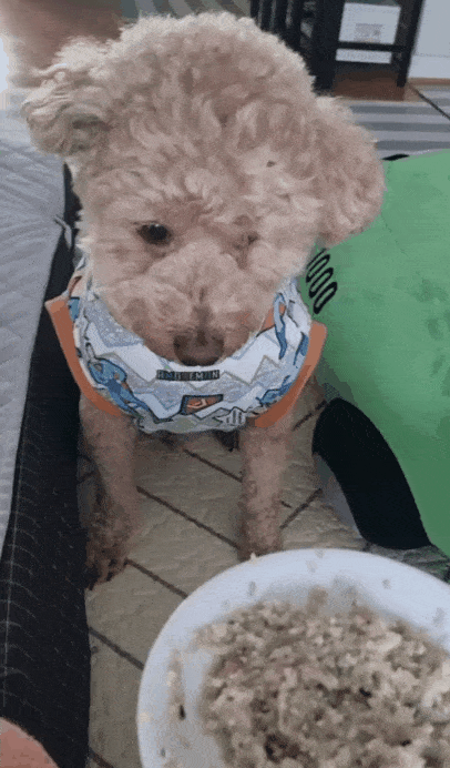 수저로 계란밥 받아 먹는 기린이(인스타그램 kirinjjang_mom 제공) ⓒ 뉴스1