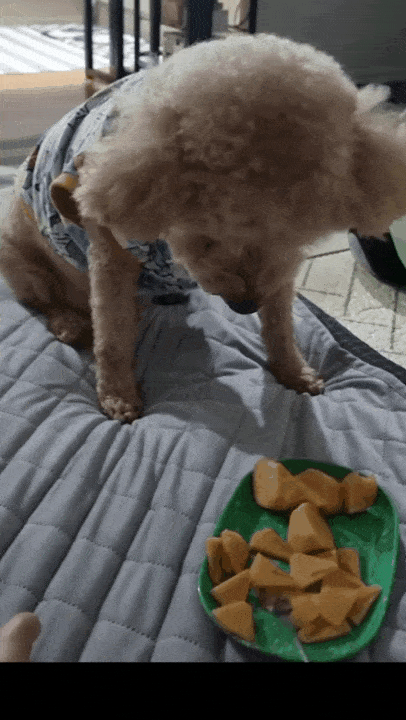 그냥 주면 먹지 않고 포크로 찍어 주니 받아 먹는 기린이(인스타그램 kirinjjang_mom 제공) ⓒ 뉴스1