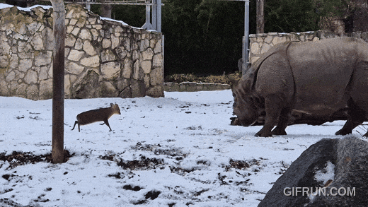 사슴이 코뿔소에 돌진하는 모습. ZOO Wrocław 페이스북