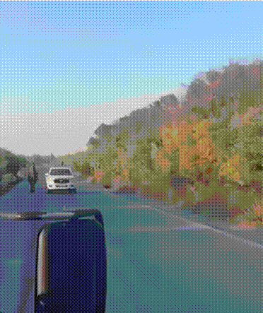 우크라이나군이 러군이 사용하던 낙타를 이송하는 모습. 엑스 캡처