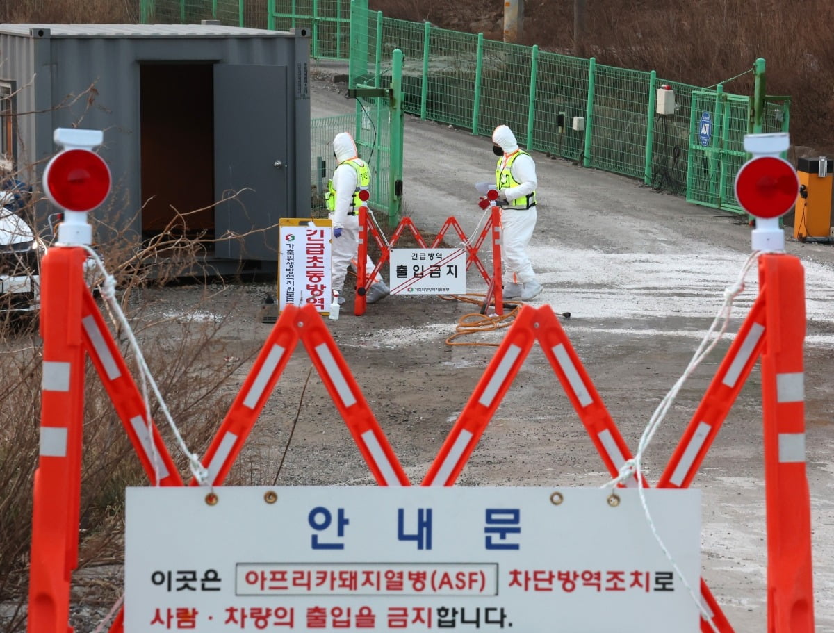 아프리카돼지열병·고병원성 AI 발생…중수본, 방역관리 강화