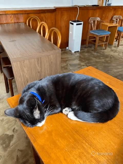 카카오톡 '카나나 템플릿'을 활용해 사진 1장을 움직이는 영상으로 변환한 결과. 우측 하단 AI로 생성했음을 알리는 '카나나' 워터마크가 표시돼 있다. (카나나 템플릿)