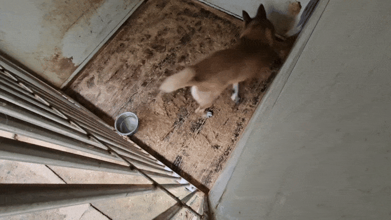 지난해 11월19일 경기 남양주시의 한 동물 위탁업체에 ‘동물복지’를 표방하는 단체인 ‘동물권행동 카라’가 구조해 맡긴 개 ‘보레’가 샌드위치 패널로 막힌 폭이 1.5m 남짓한 공간에서 빙글빙글 돌고 있었다. 카라시민행동 제공