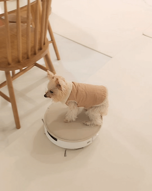 강아지 이동 수단으로도 제격이다. (송영록 기자 syr@)