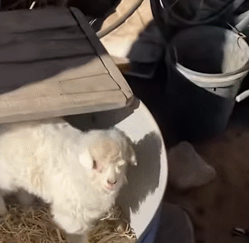 사람이 다가가면 쓰러져 죽은 척을 하는 새끼 양이 화제다. [사진=CGTN 유튜브 캡처]