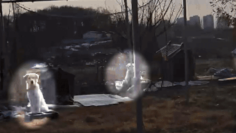 캠핑장에서 임시로 계류 중이던 세 리트리버의 모습. 도로 위를 떠돌던 녀석들을 동네 배달원이 발견했고, 캠핑장 주인의 동의를 얻어 임시 보호공간을 마련했다고 한다. 제보자 제공