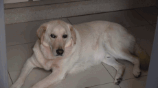 4살 리트리버 몽구의 의젓한 일상 모습. 전병준 기자