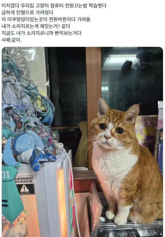 집사를 괴롭게 하는 방법을 터득한 고양이 | 인스티즈