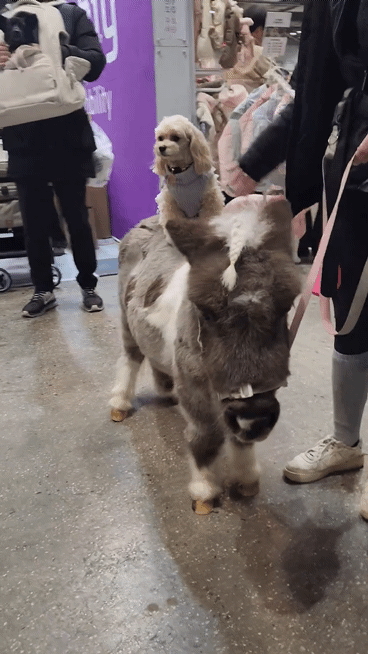 반려견을 등에 태운 반려마 월리 ⓒ 뉴스1