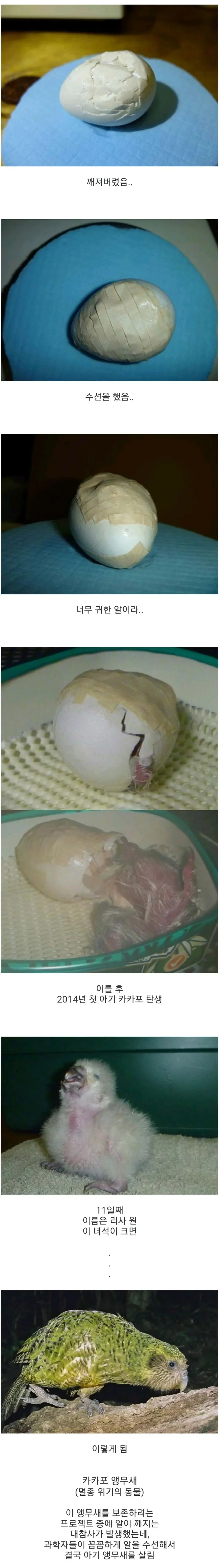 희귀종 새의 알이 깨져서 수선해서 살려냄.jpg | 인스티즈