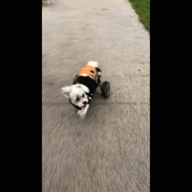 호수야 댕댕런 완주 축하해! 보호자 제공