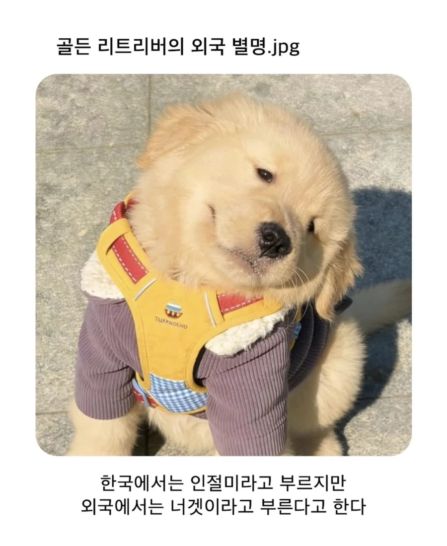 외국에서 골든 리트리버를 부르는 별명 | 인스티즈
