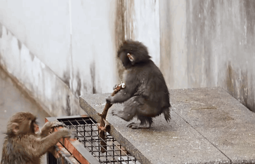 사육사들은 무리 내 다른 어미 원숭이가 펀치를 거두어줄 것을 기대했지만, 펀치는 끝내 외면받았다. 이에 사육사들이 직접 분유를 먹이며 펀치를 키웠다. SNS