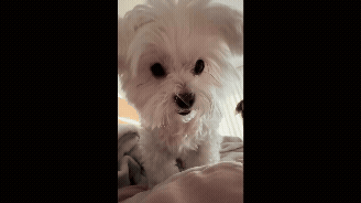 꼬순다방 주인공, 강남이