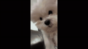 에너지 넘치는 강남이. 보호자 제공