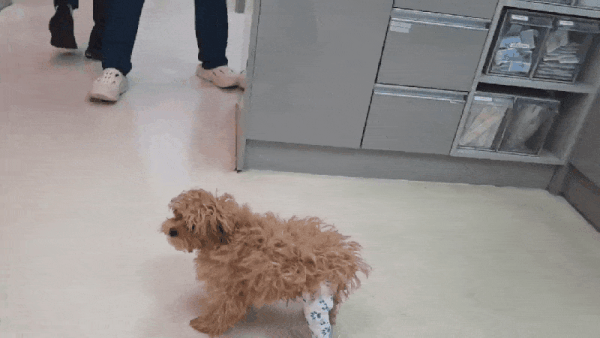 성장기 강아지 뒷다리 골절 수술 직후 모습(본동물의료센터 제공) ⓒ 뉴스1