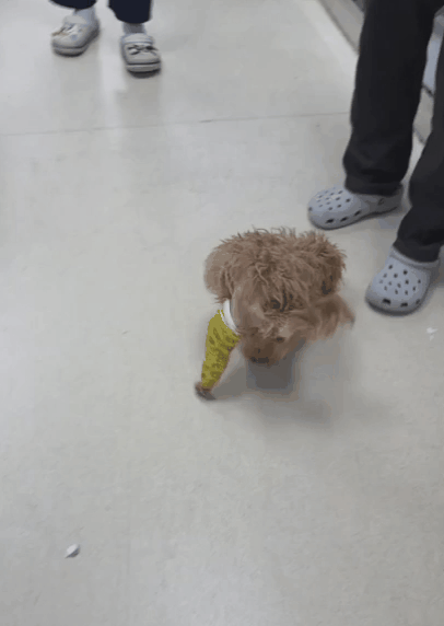 뒷다리 골절 강아지 수술 12일 경과 후 모습(본동물의료센터 제공) ⓒ 뉴스1