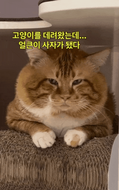 고양이를 데려왔는데 '얼큰이' 사자가 된 관식이(디어레이 제공) ⓒ 뉴스1