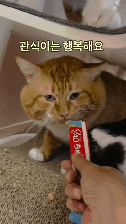 얼굴 크기로 인기 스타가 된 관식이(디어레이 제공) ⓒ 뉴스1