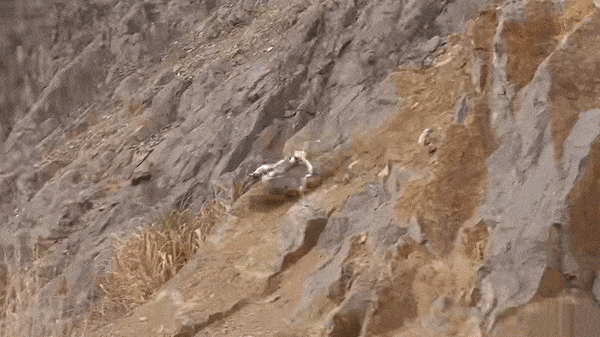 영상=유니트리 로보틱스 유튜브