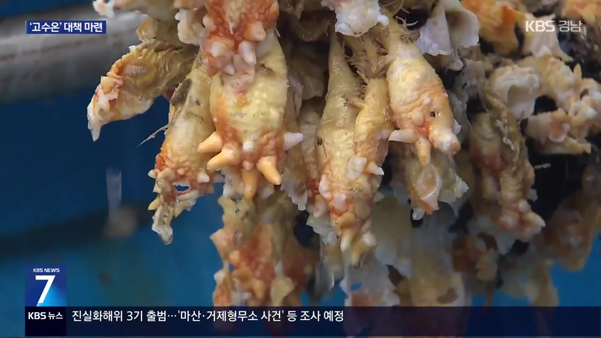 2년 만에 멍게 초매식…‘고수온 악몽’ 극복