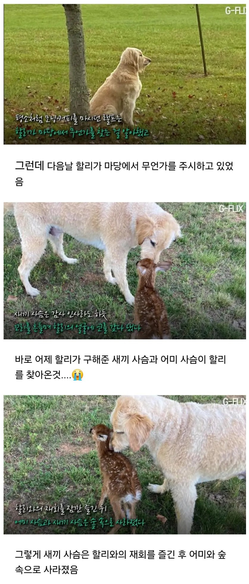 자신을 구해준 강아지를 보러온 사슴 | 인스티즈