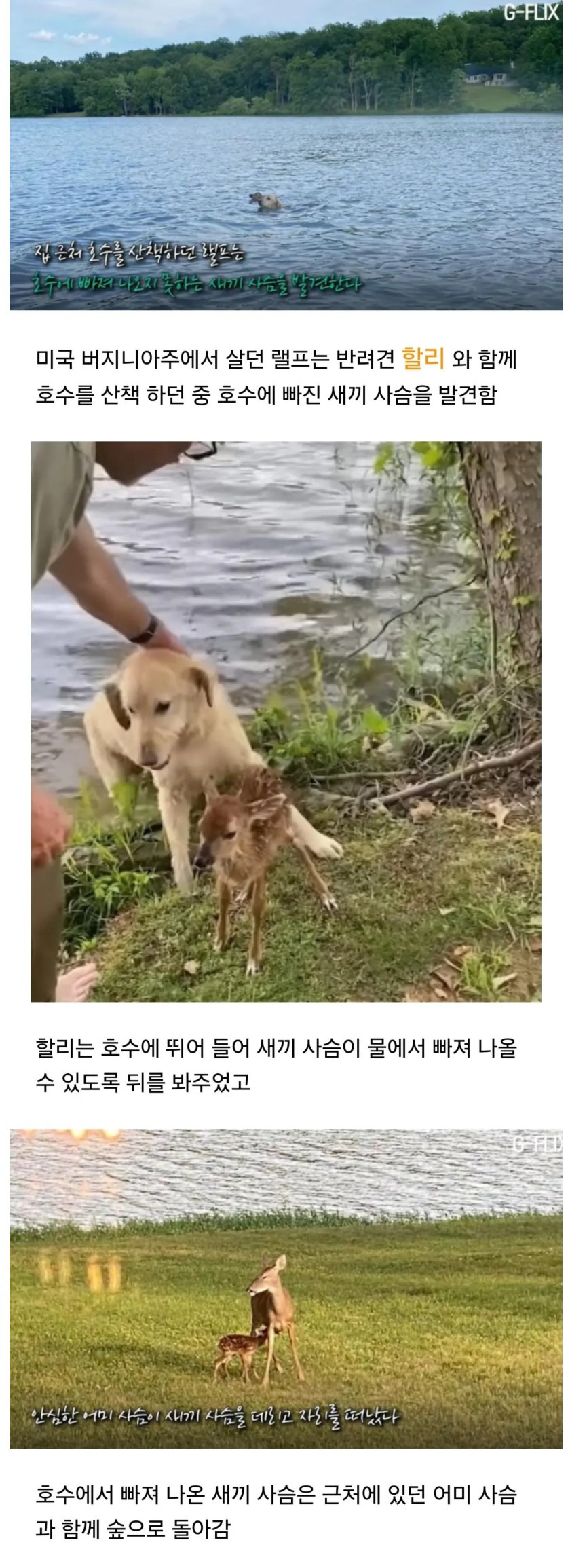 자신을 구해준 강아지를 보러온 사슴 | 인스티즈