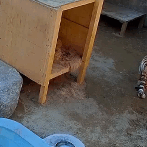 지난 18일 서울대공원 맹수사 A동 내부 방사장에서 미호와 금강이 싸움을 벌이는 모습. (사진=이영실 더불어민주당 서울시의원 제공)