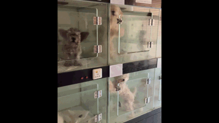 지난 3일 유엄빠는 문제의 펫숍에서 방치견 15마리를 모두 구조했다. 동물구조단체 유엄빠 제공